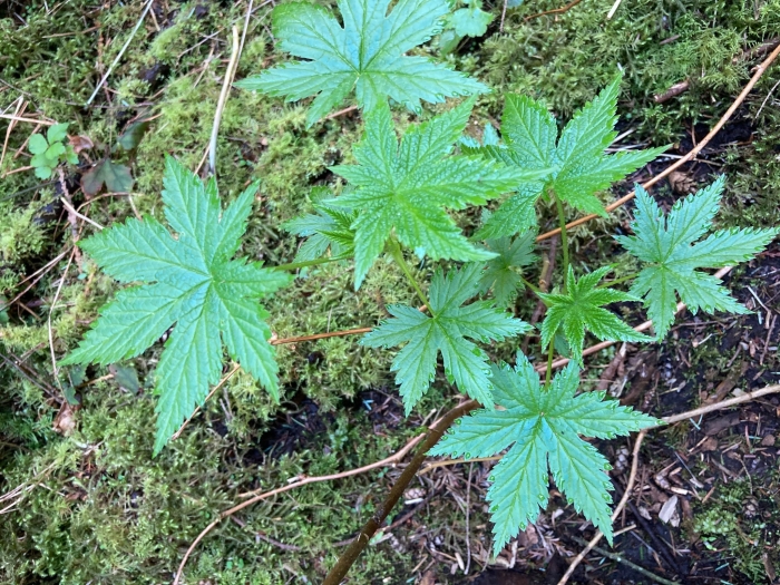 Ribes bracteosum image