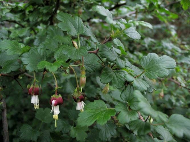 Ribes californicum image