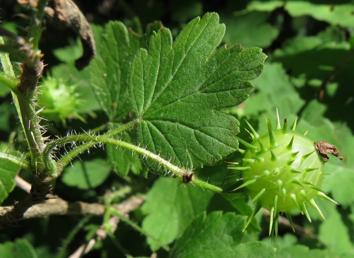 Ribes cynosbati image