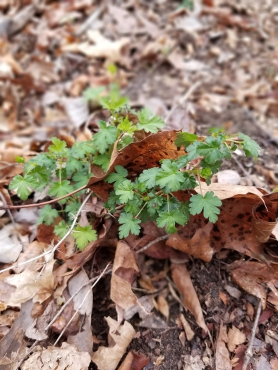 Ribes echinellum image