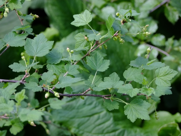 Ribes hirtellum image