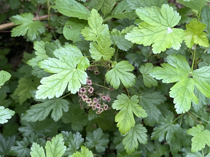 Ribes lacustre image