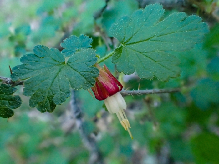 Ribes menziesii image