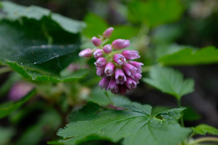 Ribes nevadense image