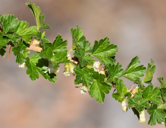 Ribes oxyacanthoides image