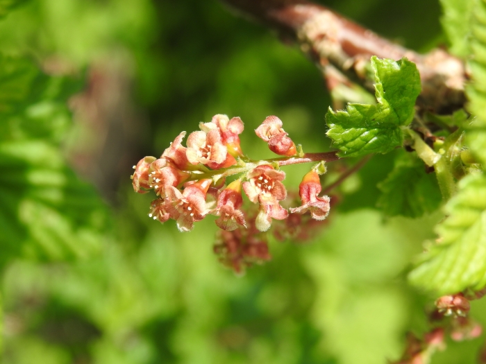 Ribes petraeum image