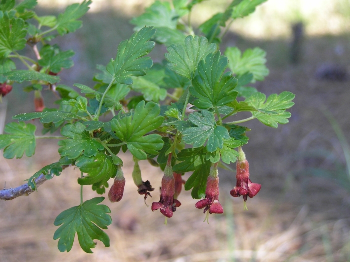 Ribes roezlii image