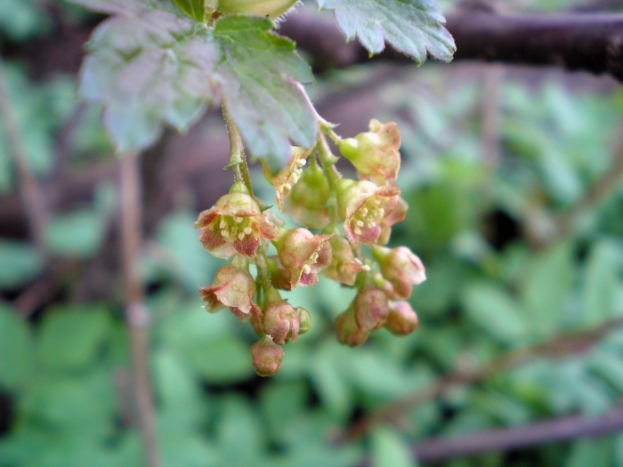 Ribes spicatum image