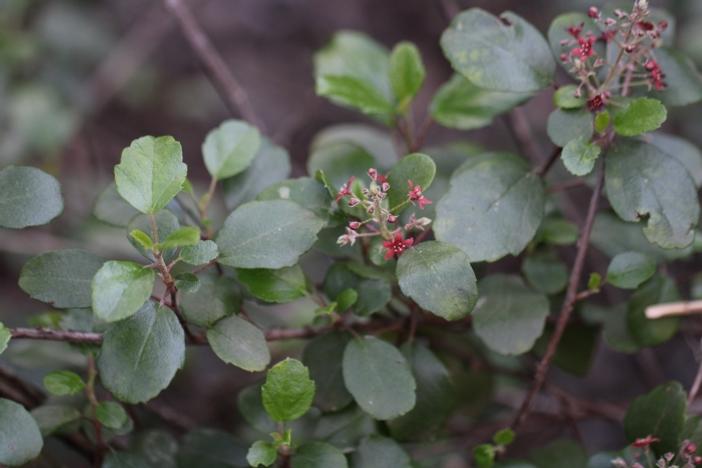 Ribes viburnifolium image