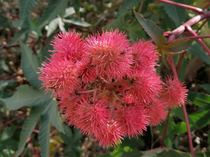 Ricinus communis image