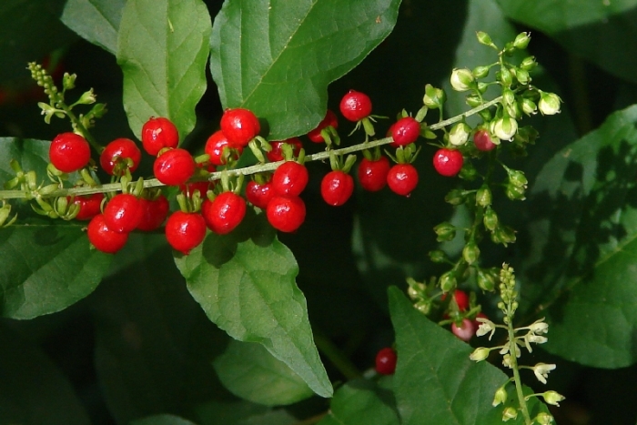 Rivina humilis image