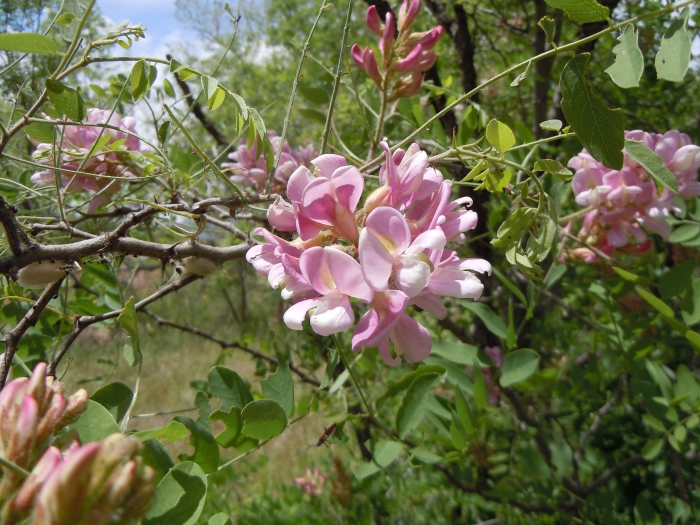 Robinia neomexicana image