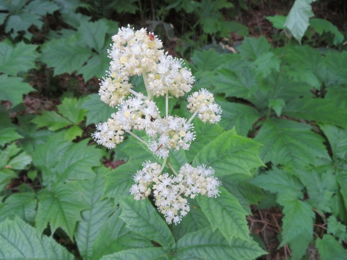 Rodgersia podophylla image
