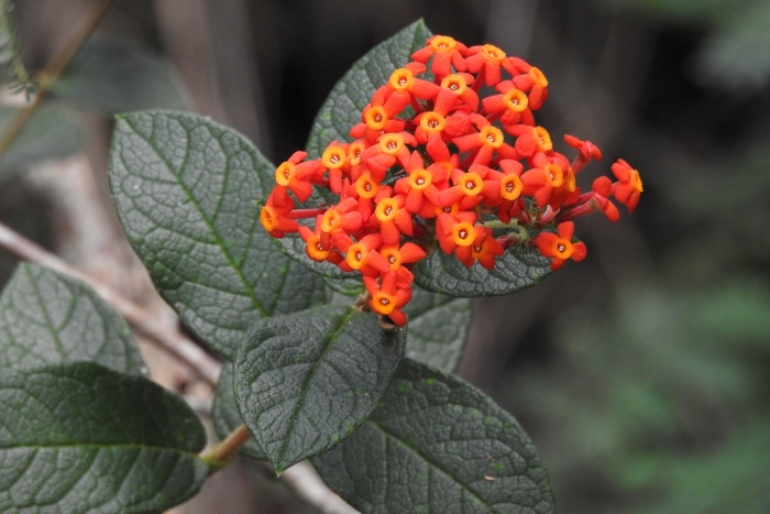Rondeletia odorata image