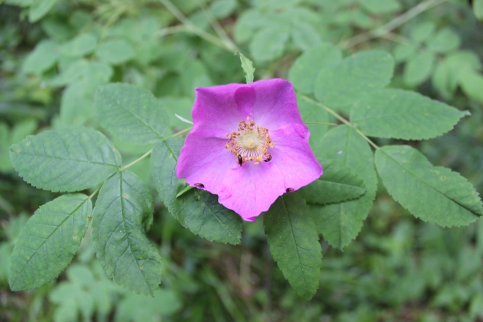 Rosa acicularis image