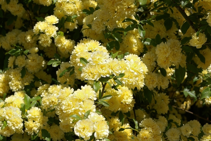 Rosa banksiae image