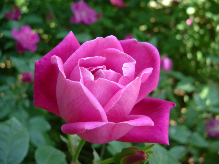 Rosa chinensis image