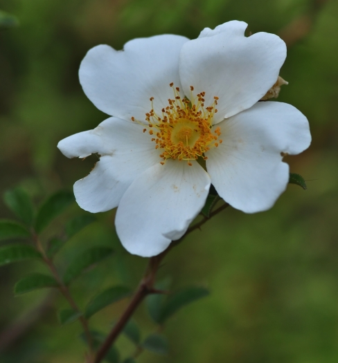 Rosa clinophylla image