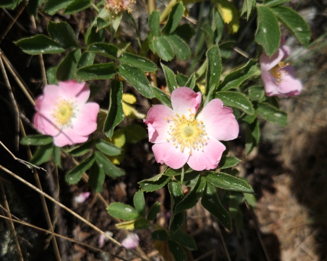 Rosa dumalis image