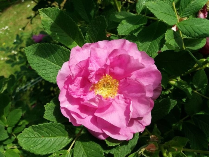 Rosa gallica image