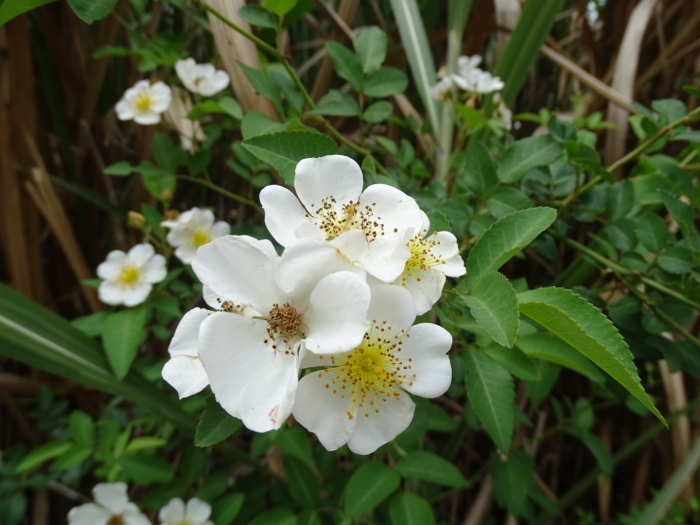 Rosa luciae image