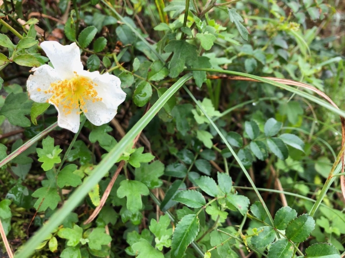 Rosa lucieae image