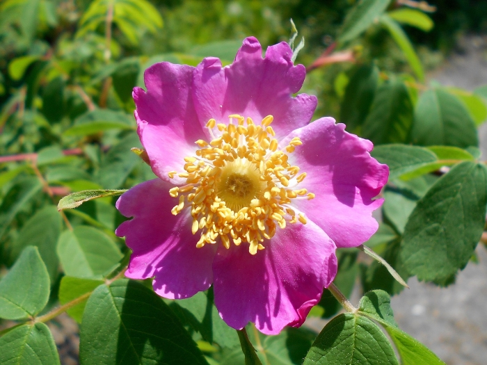 Rosa majalis image