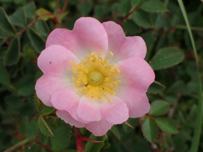 Rosa micrantha image