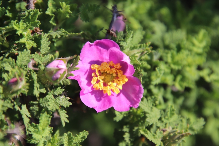 Rosa minutifolia image