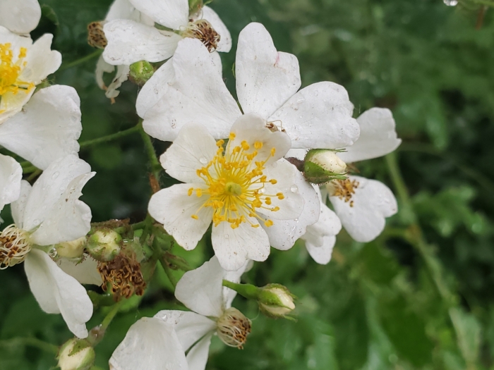 Rosa multiflora image