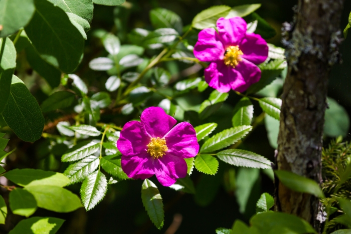 Rosa nitida image
