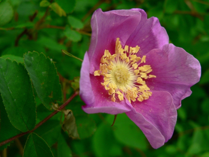 Rosa nutkana image