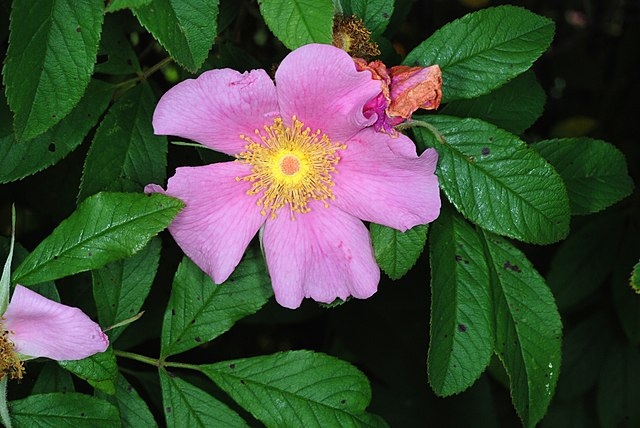Rosa palustris image