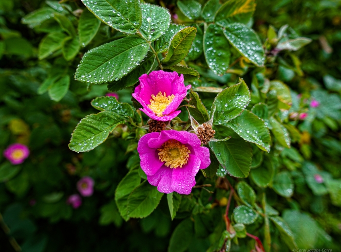 Rosa pisocarpa image