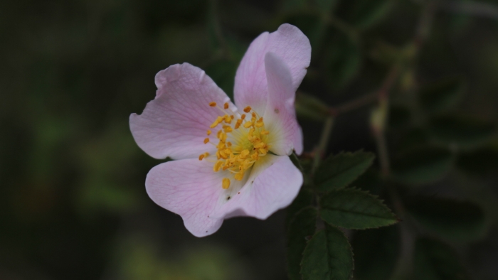 Rosa pouzinii image