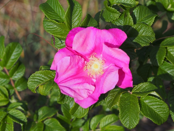 Rosa rugosa image