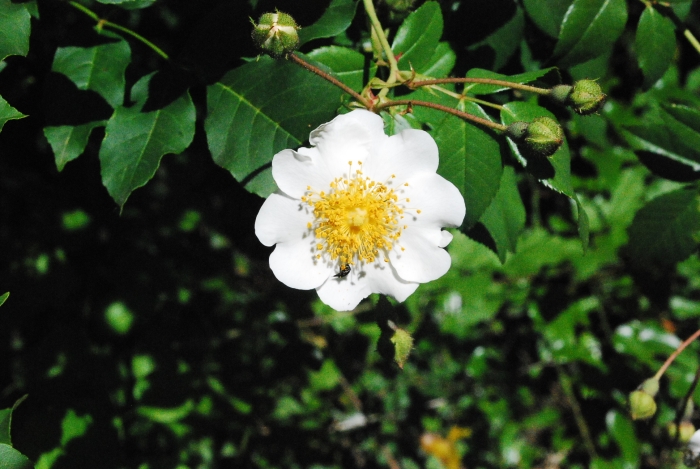 Rosa sempervirens image