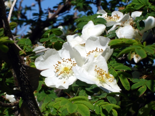 Rosa sericea image