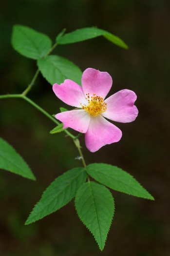 Rosa setigera var. tomentosa image