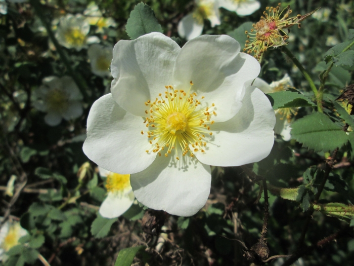 Rosa spinosissima image