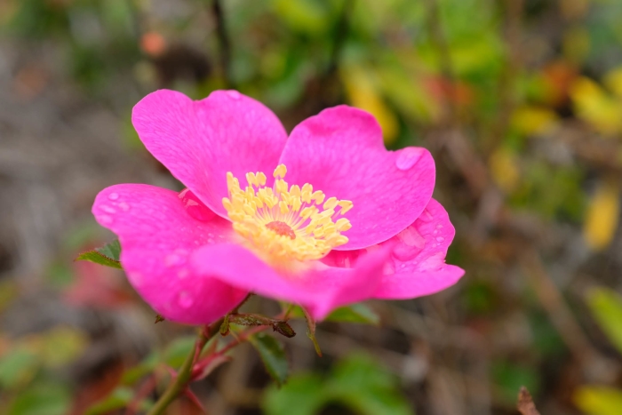 Rosa spithamea image