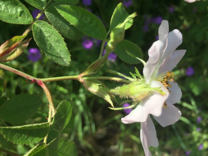 Rosa tomentosa image