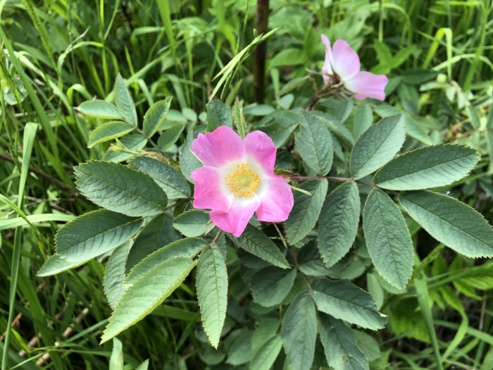 Rosa villosa image