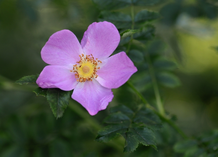 Rosa virginiana image