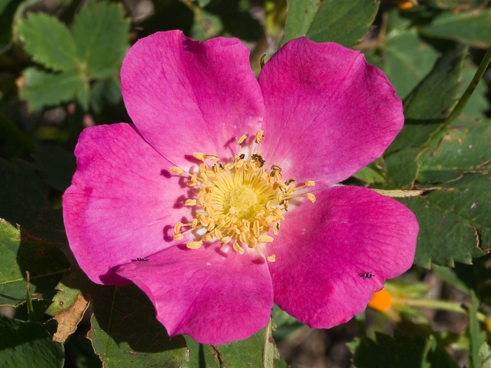 Rosa woodsii image