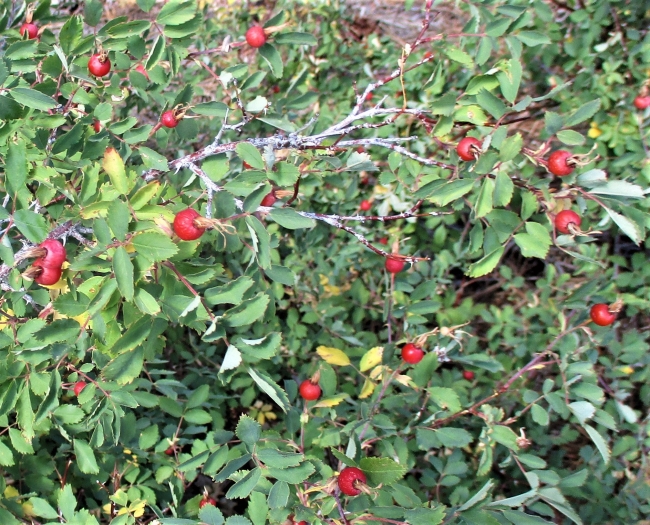 Rosa arizonica image