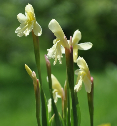 Roscoea cautleyoides image