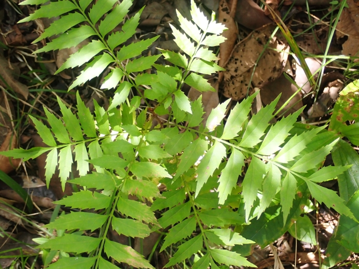 Roupala montana image