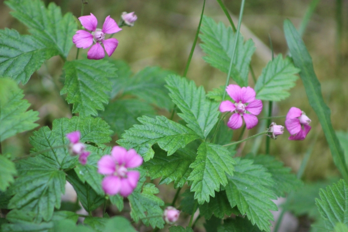 Rubus arcticus image