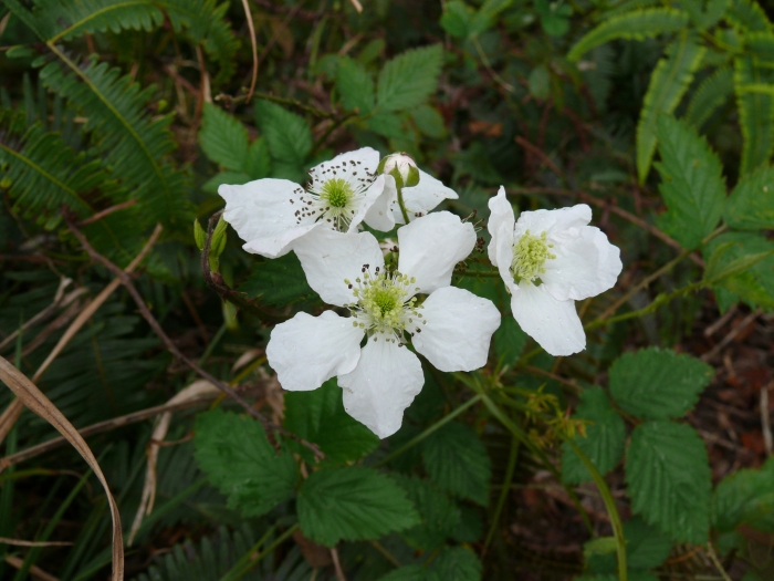Rubus argutus image